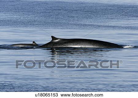 Fin Whale (Balaenoptera physalus) Adult surfacing in the lower Gulf of California (Sea of Cortez), Mexico. View Large Photo Image Stock Image - Fin Whale (Balaenoptera physalus) Adult surfacing in the lower Gulf of California (Sea of Cortez), Mexico.. Fotosearch