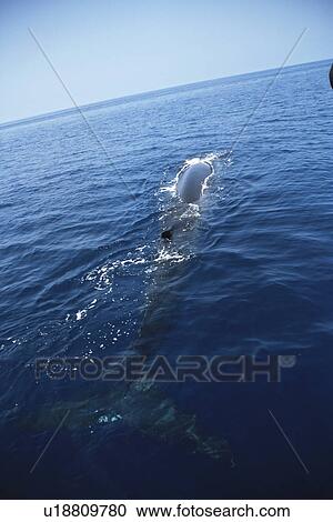 Stock Image - Fin Whale (Balaenoptera physalus) Azores. Fotosearch