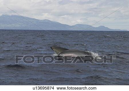 Fin Whale, Balaenoptera physalus, lunge feeding off Faial Island, Azores View Large Photo Image Picture - Fin Whale, Balaenoptera physalus, lunge feeding off Faial Island, Azores. Fotosearch