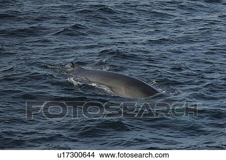 Picture - Fin whale (Balaenoptera physalus) showing the chevron markings on its flanks. Bay of Biscay, SW Europe. . Fotosearch