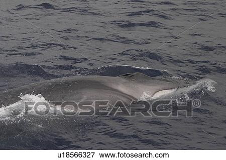 Stock Photo - Fin Whale, Balaenoptera physalus, showing chevron marking. Seen off the Azores. Fotosearch