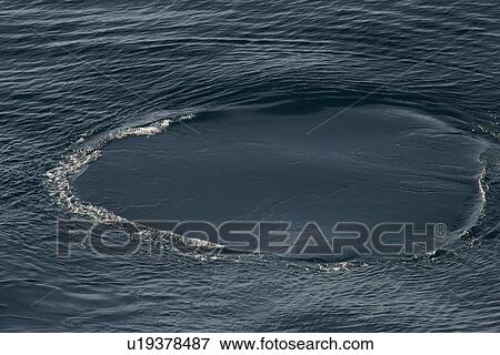 Stock Photo - Fin whale fluke print, or 'foot print', caused by the powerful up stroke of a whale's tail while it is still near the surface (Balaenoptera physalus). Bay of Biscay, SW. Fotosearch