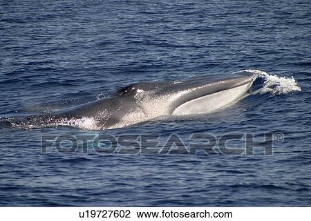 Stock Image - Fin whale surfacing (Balaenoptera physalus) Azores, Atlantic Ocean. Fotosearch
