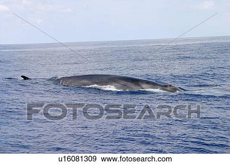 Stock Photo - Fin whale surfacing (Balaenoptera physalus) Azores, Atlantic Ocean. Fotosearch