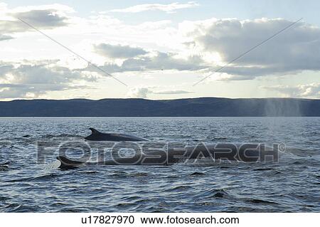 Stock Image - Finback whale (Balaenoptera physalus) might be seen alone or in pairs but often form groups of more than a dozen animals in order to hunt fish. St. Lawrence estuary, Canada (rr). Fotosearch