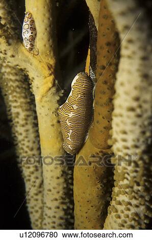Fingerprint Cyphoma (Cyphoma signatum) and Flamingo Tongue behind on soft coral stem, Cayman Brac, Cayman Islands, Caribbean. View Large Photo Image Stock Image - Fingerprint Cyphoma (Cyphoma signatum) and Flamingo Tongue behind on soft coral stem, Cayman Brac, Cayman Islands, Caribbean.. Fotosearch