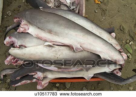 Stock Image - Finned Hammerheads, Coastal Ecuador.. Fotosearch
