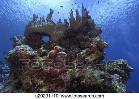 Fire coral, Millepora platyphylla, Ailuk atoll, Marshall Islands, Pacific View Large Photo Image Stock Image - Fire coral, Millepora platyphylla, Ailuk atoll, Marshall Islands, Pacific. Fotosearch