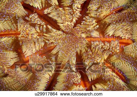 Picture - Fire Urchin (Asthenosoma varium) Sinandigan wall, Puerto Galera, Mindoro, Philippines. Fotosearch
