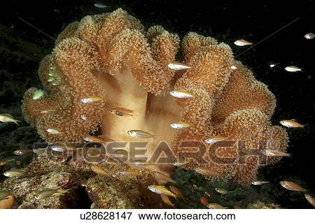 Fish & Anemone (Species unknown) View Large Photo Image Stock Photo - Fish & Anemone (Species unknown). Fotosearch