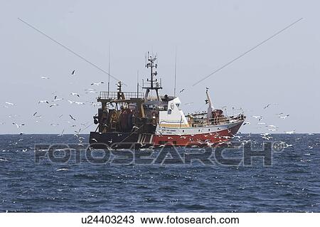 Stock Image - Fishing trawler surrounded by birds, The Smalls, Pembrokeshire, UK. Fotosearch
