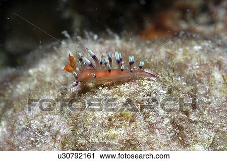 Stock Image - (Flabellina exoptata) Nudibranch with outragious colour of orange and red to purple and blue tipped tentacles, Mabul, Borneo, Malaysia, South China Sea. Fotosearch