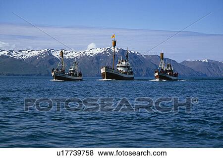Stock Photo - Fleet of North Sailing's whale-watching boats in beautiful setting of Skjálfandi Bay. Husavík, Iceland.. Fotosearch