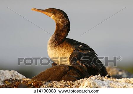 Flightless cormorant (Nannopterum harrisi) parent at sunset with chick in the Galapagos Island Group, Ecuador. This Galapagos endemic cormorant has lost the ability to fly as there are no predators in the islands to prey uoon it. (rr) View Large Photo Image Stock Photo - Flightless cormorant (Nannopterum harrisi) parent at sunset with chick in the Galapagos Island Group, Ecuador. This Galapagos endemic cormorant has lost the ability to fly as there are no predators in the islands to prey uoon it. (rr). Fotosearch