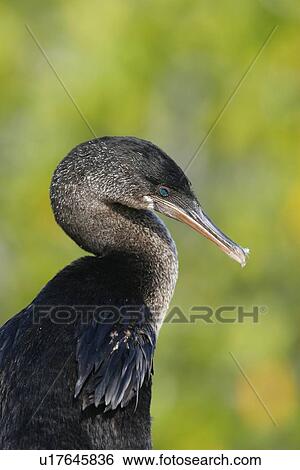 Stock Photograph - Flightless cormorant (Nannopterum harrisi) in the Galapagos Island Group, Ecuador. This Galapagos endemic cormorant has lost the ability to fly as there are no predators in the islands to prey on it.. Fotosearch