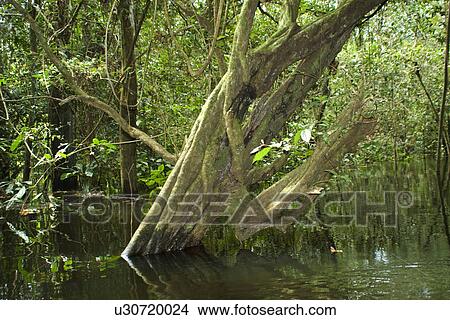 Picture - Flooded tropical rain forest, Mamiraua sustainable development reserve, Amazonas, Brazil. Fotosearch