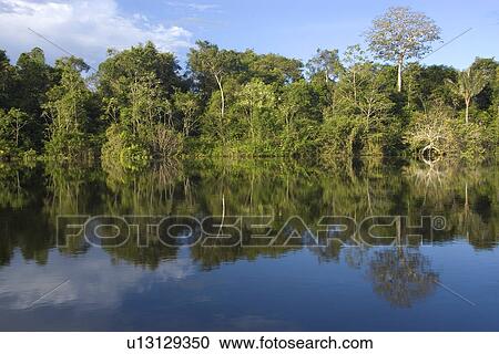 Stock Image - Flooded tropical rain forest, Mamiraua sustainable development reserve, Amazonas, Brazil. Fotosearch