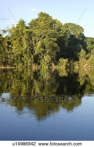 Flooded tropical rain forest, Mamiraua sustainable development reserve, Amazonas, Brazil View Large Photo Image Stock Image - Flooded tropical rain forest, Mamiraua sustainable development reserve, Amazonas, Brazil. Fotosearch
