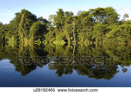 Stock Photography - Flooded tropical rain forest, Mamiraua sustainable development reserve, Amazonas, Brazil. Fotosearch