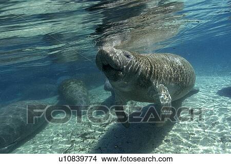 Picture - Florida manatee, (Trichechus manatus latirostrus), surfaces to breathe, Crystal River, Florida, USA. Fotosearch