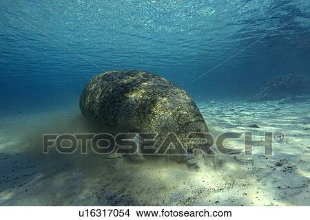 Picture - Florida manatee, Trichechus manatus latirostrus, searching for food, Crystal River, Florida, USA. Fotosearch