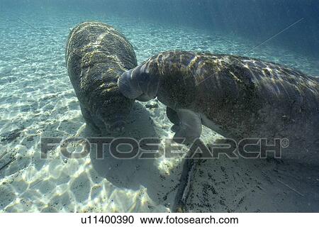 Stock Image - Florida manatee, (Trichechus manatus latirostrus), Crystal River, Florida, USA. Fotosearch