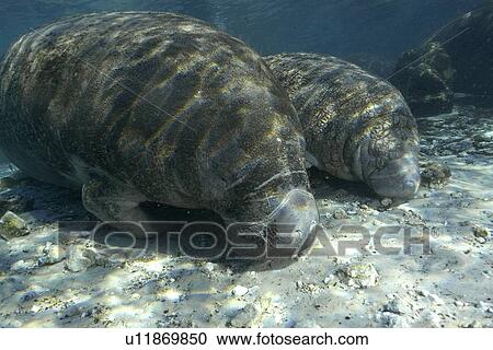 Stock Image - Florida manatee, (Trichechus manatus latirostrus), Crystal River, Florida, USA. Fotosearch