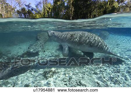 Stock Image - Florida manatee, (Trichechus manatus latirostrus), surfaces to breathe, Crystal River, Florida, USA. Fotosearch