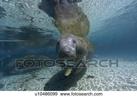 Florida manatee, Trichechus manatus latirostrus, Crystal River, Florida, USA View Large Photo Image Stock Photo - Florida manatee, Trichechus manatus latirostrus, Crystal River, Florida, USA. Fotosearch