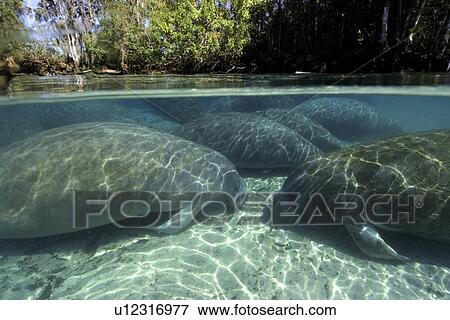 Stock Photo - Florida manatee, (Trichechus manatus latirostrus), Crystal River, Florida, USA. Fotosearch