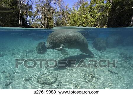 Florida manatee, (Trichechus manatus latirostrus), Crystal River, Florida, USA View Large Photo Image Stock Photo - Florida manatee, (Trichechus manatus latirostrus), Crystal River, Florida, USA. Fotosearch