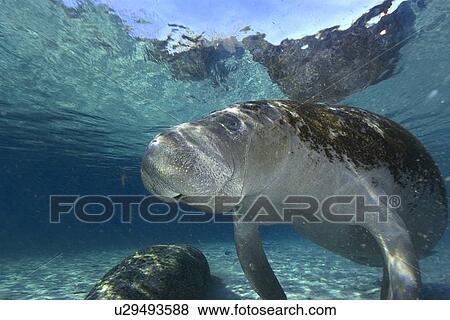 Stock Photo - Florida manatee, (Trichechus manatus latirostrus), Crystal River, Florida, USA. Fotosearch
