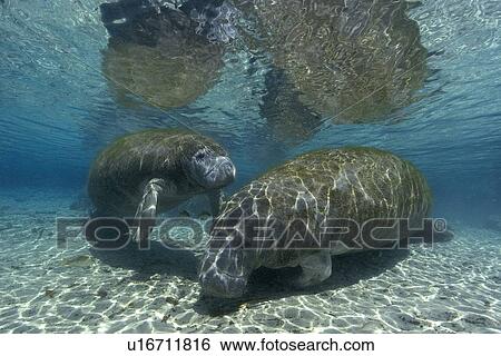Florida manatee, (Trichechus manatus latirostrus), Crystal River, Florida, USA View Large Photo Image Stock Photograph - Florida manatee, (Trichechus manatus latirostrus), Crystal River, Florida, USA. Fotosearch
