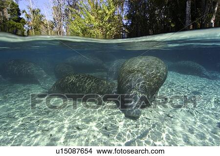 Florida manatees, (Trichechus manatus latirostrus), mother nursing calf, Crystal River, Florida, USA View Large Photo Image Picture - Florida manatees, (Trichechus manatus latirostrus), mother nursing calf, Crystal River, Florida, USA. Fotosearch