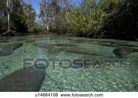 Florida manatees, Trichechus manatus latirostrus, Crystal River, Florida, USA View Large Photo Image Stock Photo - Florida manatees, Trichechus manatus latirostrus, Crystal River, Florida, USA. Fotosearch