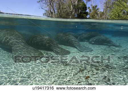 Stock Photograph - Florida manatees, (Trichechus manatus latirostrus), Crystal River, Florida, USA. Fotosearch