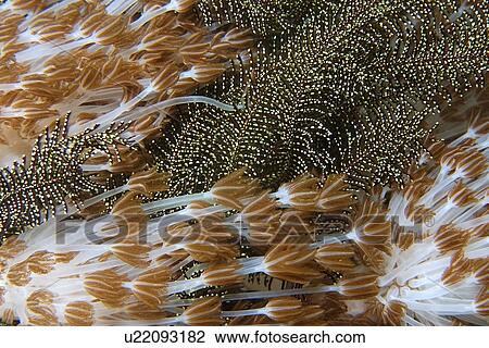 Stock Image - Flower soft coral, Xenia sp., and feather star, Gato Island, Cebu, Philippines. Fotosearch
