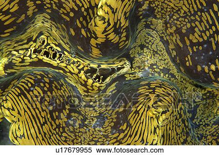 Stock Photography - Fluted Giant Clam (Tridacna squamosa) mantle detail, Namu atoll, Marshall Islands (N. Pacific). Fotosearch