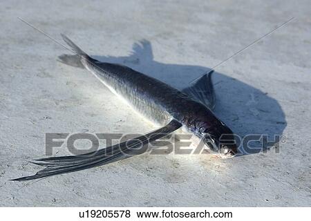 Flyingfish, Cypselurus cyanopterus, St. Peter and St. Paul's rocks, Brazil, Atlantic Ocean View Large Photo Image Stock Photo - Flyingfish, Cypselurus cyanopterus, St. Peter and St. Paul's rocks, Brazil, Atlantic Ocean . Fotosearch