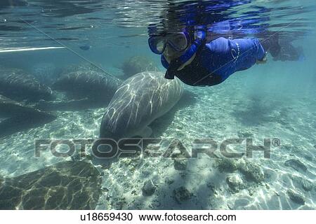 Stock Image - Free diver observes Florida manatee, (Trichechus manatus latirostrus), Crystal River, Florida, USA. Fotosearch