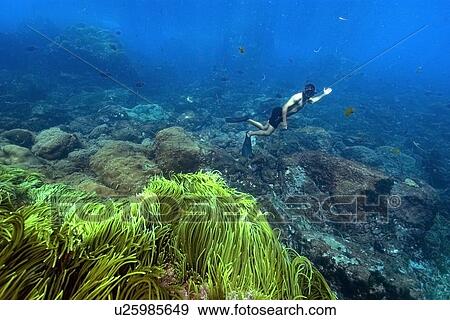 Free diver observes the underwater environment, St. Peter and St. Paul's rocks, Brazil, Atlantic Ocean View Large Photo Image Stock Photo - Free diver observes the underwater environment, St. Peter and St. Paul's rocks, Brazil, Atlantic Ocean . Fotosearch
