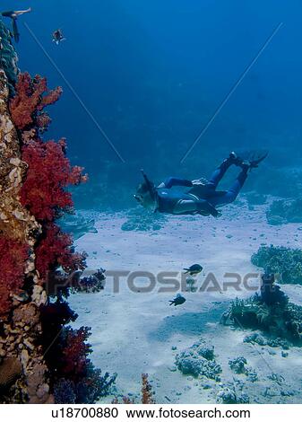 Free diver taking a look at soft corals. Shark and Yolanda, Sharm El Sheikh, South Sinai, Red Sea, Egypt. View Large Photo Image Stock Image - Free diver taking a look at soft corals. Shark and Yolanda, Sharm El Sheikh, South Sinai, Red Sea, Egypt.. Fotosearch