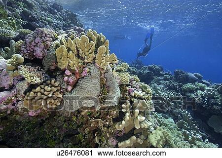 Stock Image - Free divers explore the pristine reef, Jaboan, Rongelap, Marshall Islands, Micronesia. Fotosearch