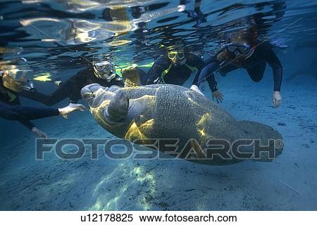 Free divers observe playful Florida manatee, (Trichechus manatus latirostrus), Crystal River, Florida, USA. (rr) View Large Photo Image Stock Photography - Free divers observe playful Florida manatee, (Trichechus manatus latirostrus), Crystal River, Florida, USA. (rr). Fotosearch