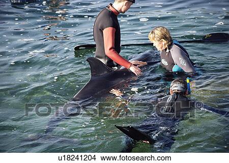 Picture - 'Friendly' Bottlenose dolphin (Tursiops truncatus), a female living on its own in the wild, inter-acting with swimmers in very shallow water. County Clare, Ireland. . Fotosearch