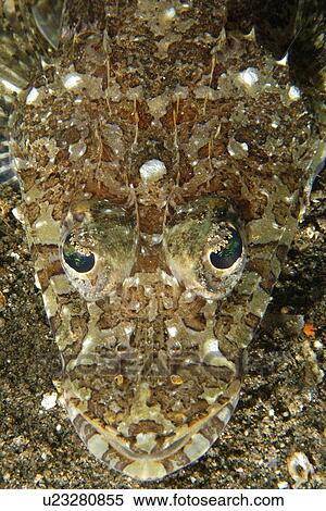 Fringelip flathead, Thysanophrys otaitensis, head detail, Dumaguete, s Island, Philippines View Large Photo Image Stock Photography - Fringelip flathead, Thysanophrys otaitensis, head detail, Dumaguete, s Island, Philippines. Fotosearch