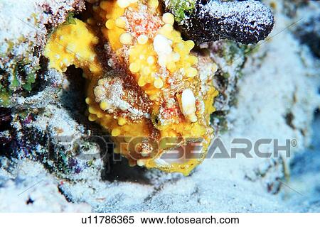 Frogfish, Antennarius sp., Similan Islands, Thailand (Andaman Sea) View Large Photo Image Stock Photography - Frogfish, Antennarius sp., Similan Islands, Thailand (Andaman Sea). Fotosearch