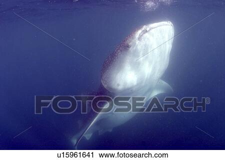 Front view of vertical feeding Whale shark (Rhincodon typus) Sea of Cortez, Mexico View Large Photo Image Stock Image - Front view of vertical feeding Whale shark (Rhincodon typus) Sea of Cortez, Mexico. Fotosearch
