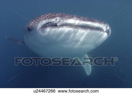 Front view of Whale shark (Rhincodon typus), Sea of Cortez, Mexico View Large Photo Image Stock Photograph - Front view of Whale shark (Rhincodon typus), Sea of Cortez, Mexico. Fotosearch