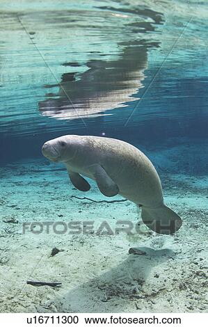 Full view of West Indian manatee (Trichechus manatus) floating just below surface, Crystal River, Florida, USA View Large Photo Image Stock Image - Full view of West Indian manatee (Trichechus manatus) floating just below surface, Crystal River, Florida, USA. Fotosearch
